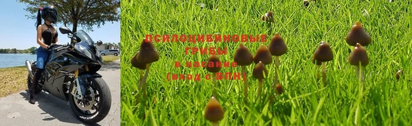 стаф Аркадак